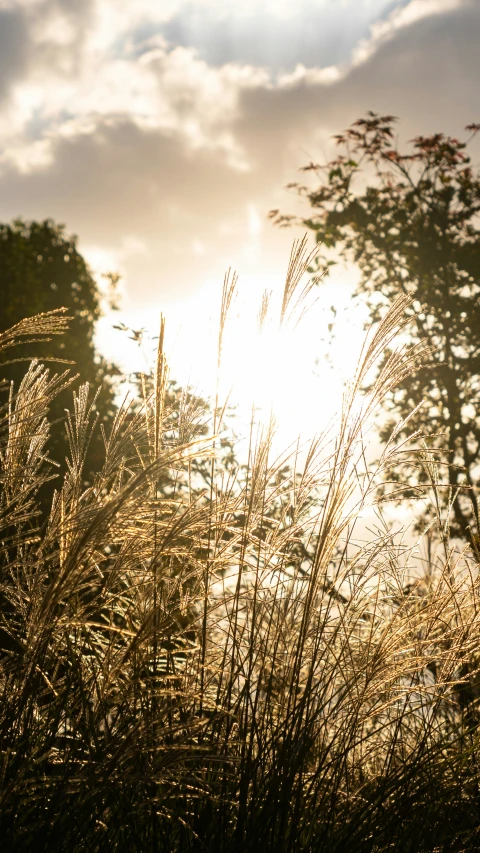 some tall grass and bushes in front of a sky