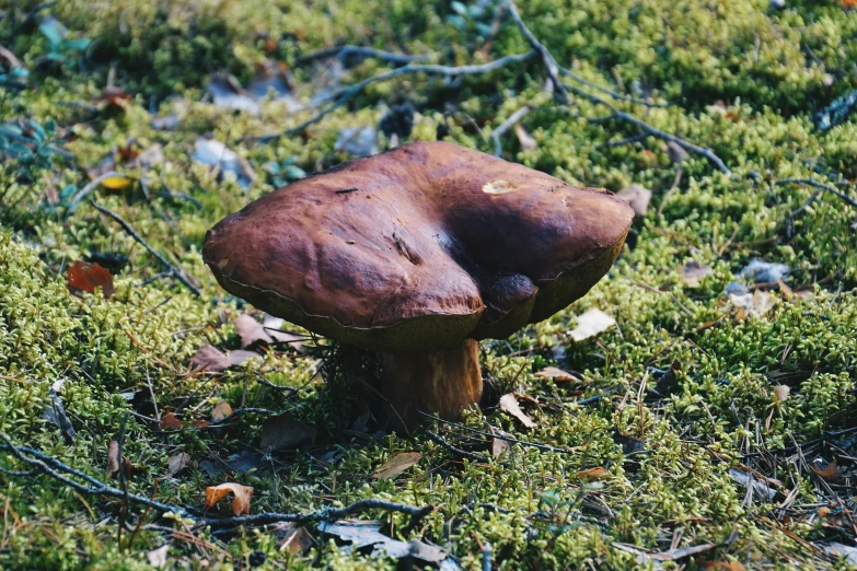 there is an image of a mushroom in the grass