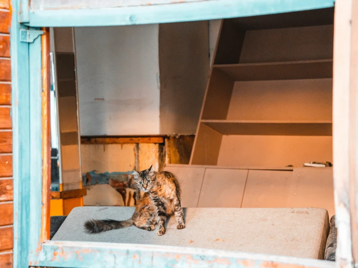 a cat sits in an open window sill