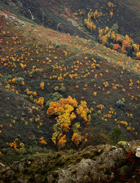 a large hill has trees on it