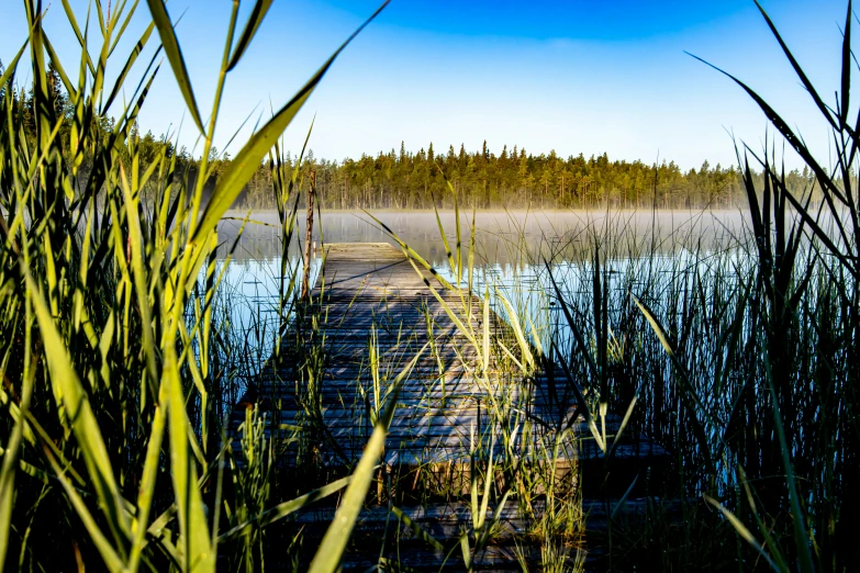 a small bridge sits over a river surrounded by tall grass