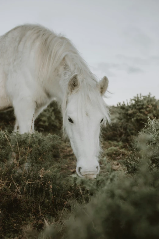white horse with long mane grazing on grassy hill