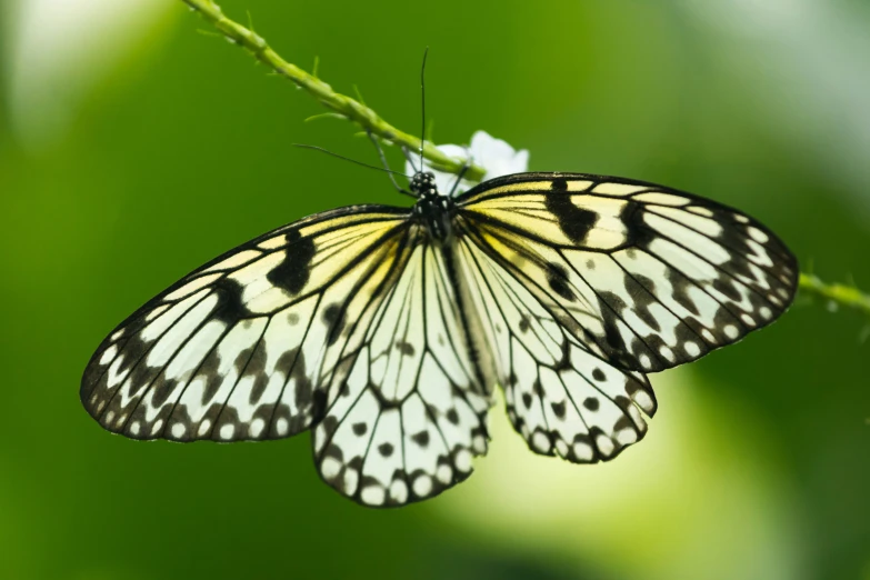 a yellow erfly sitting on a green stem