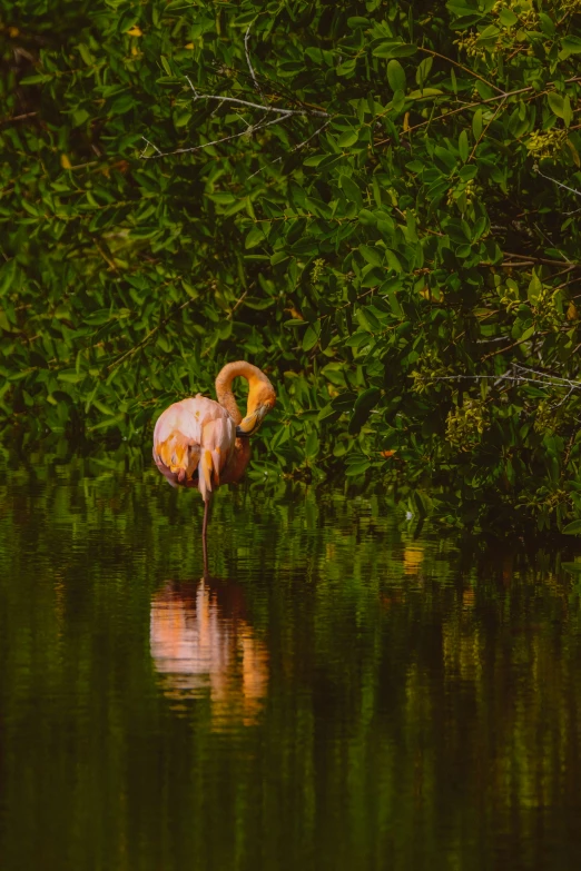 a bird stands in shallow water near trees