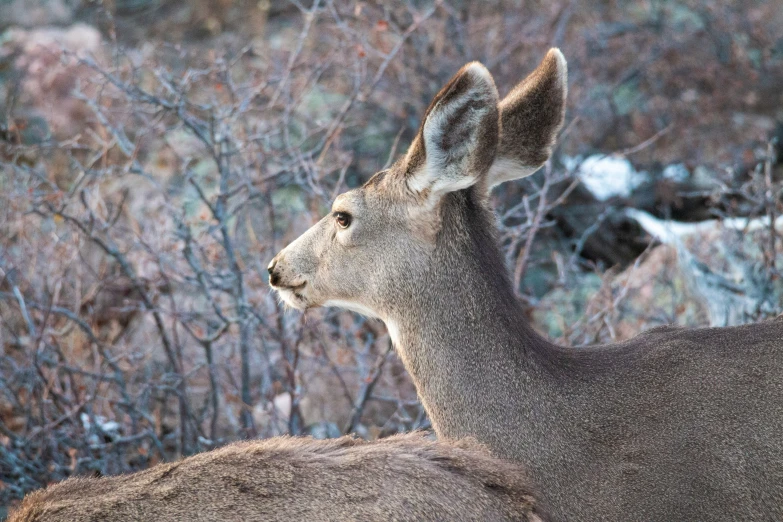 a close up of a deer with trees in the background