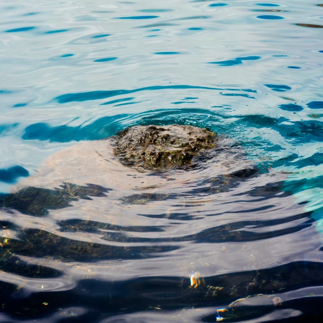 the large stone is in the water, with ripples