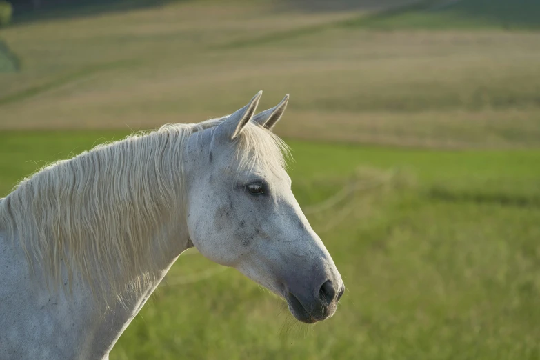 white horse with long mane standing in a field