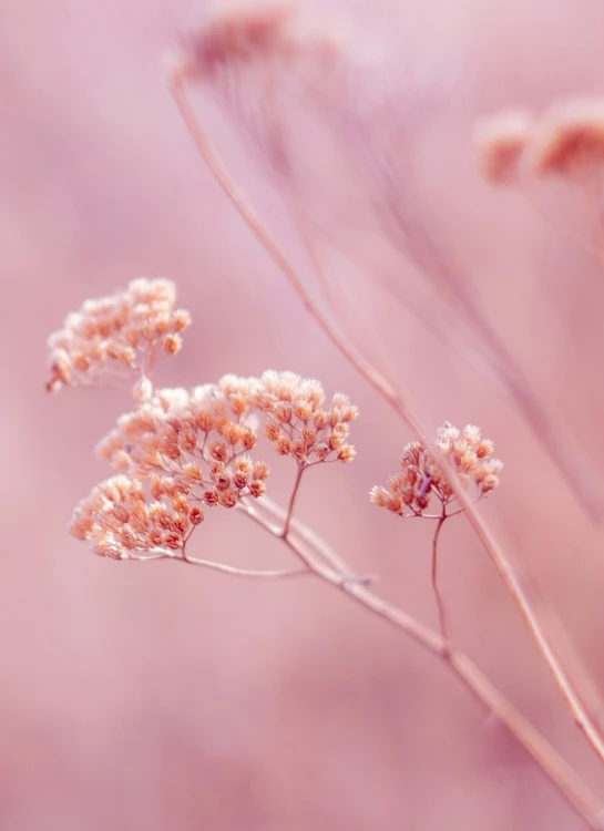 a plant that is standing up with some little flowers growing on it