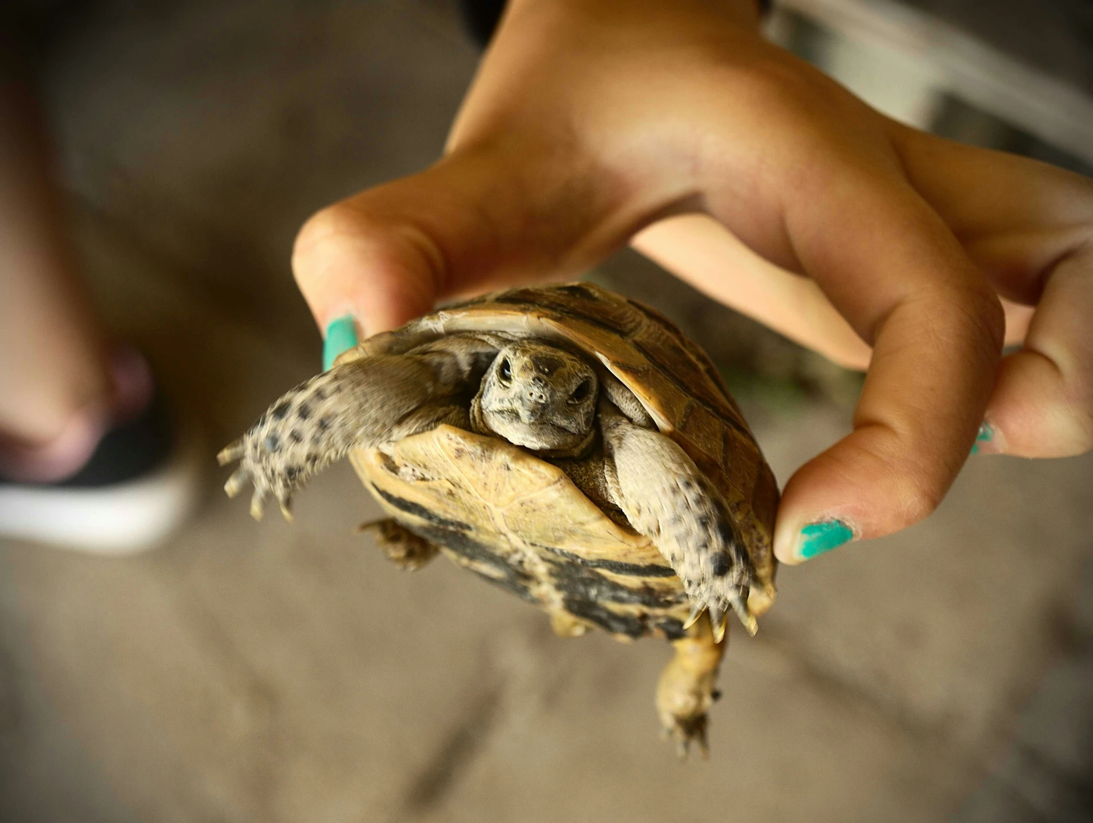 someone holding up a turtle in the air