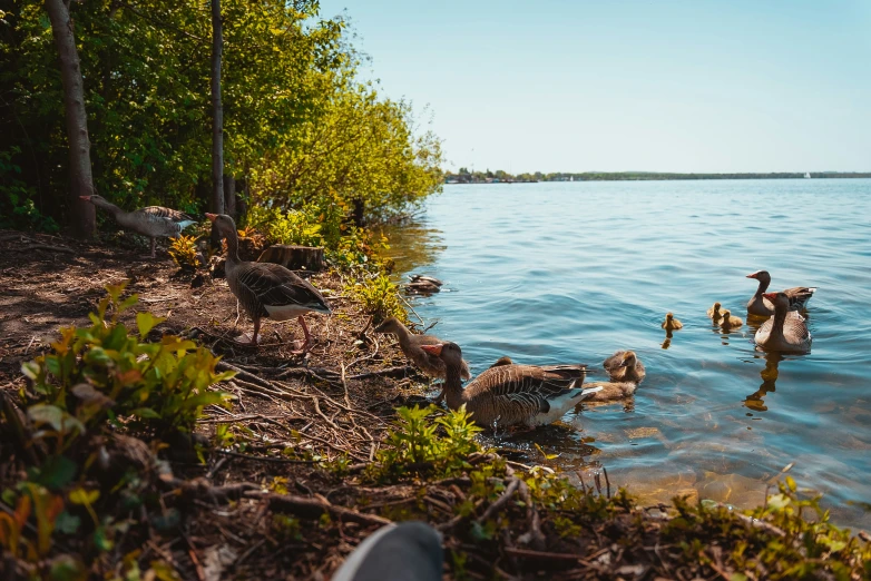 some little ducks that are in the water