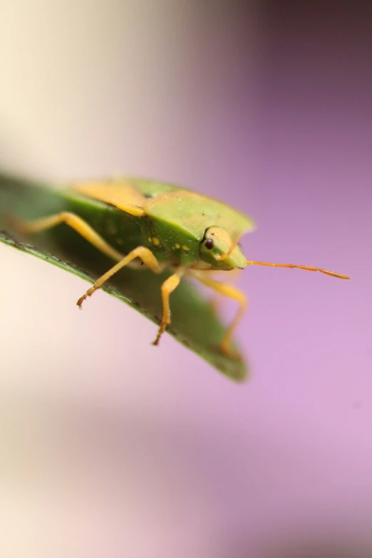 this is a close up of a green bug on a leaf