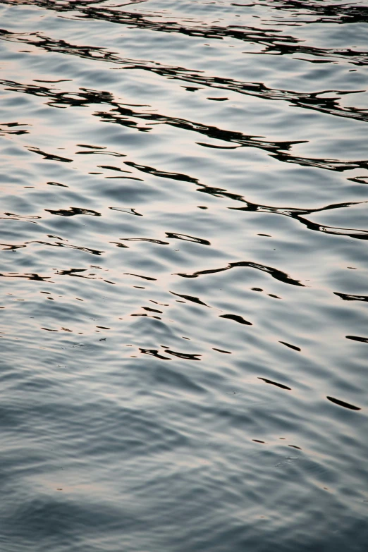 a bird is sitting on a small pole in the water