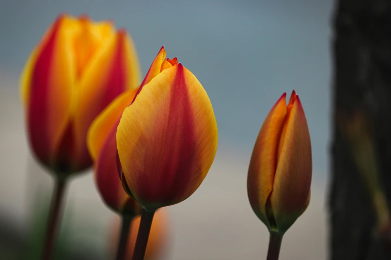 a po of some pretty flowers with bright colors