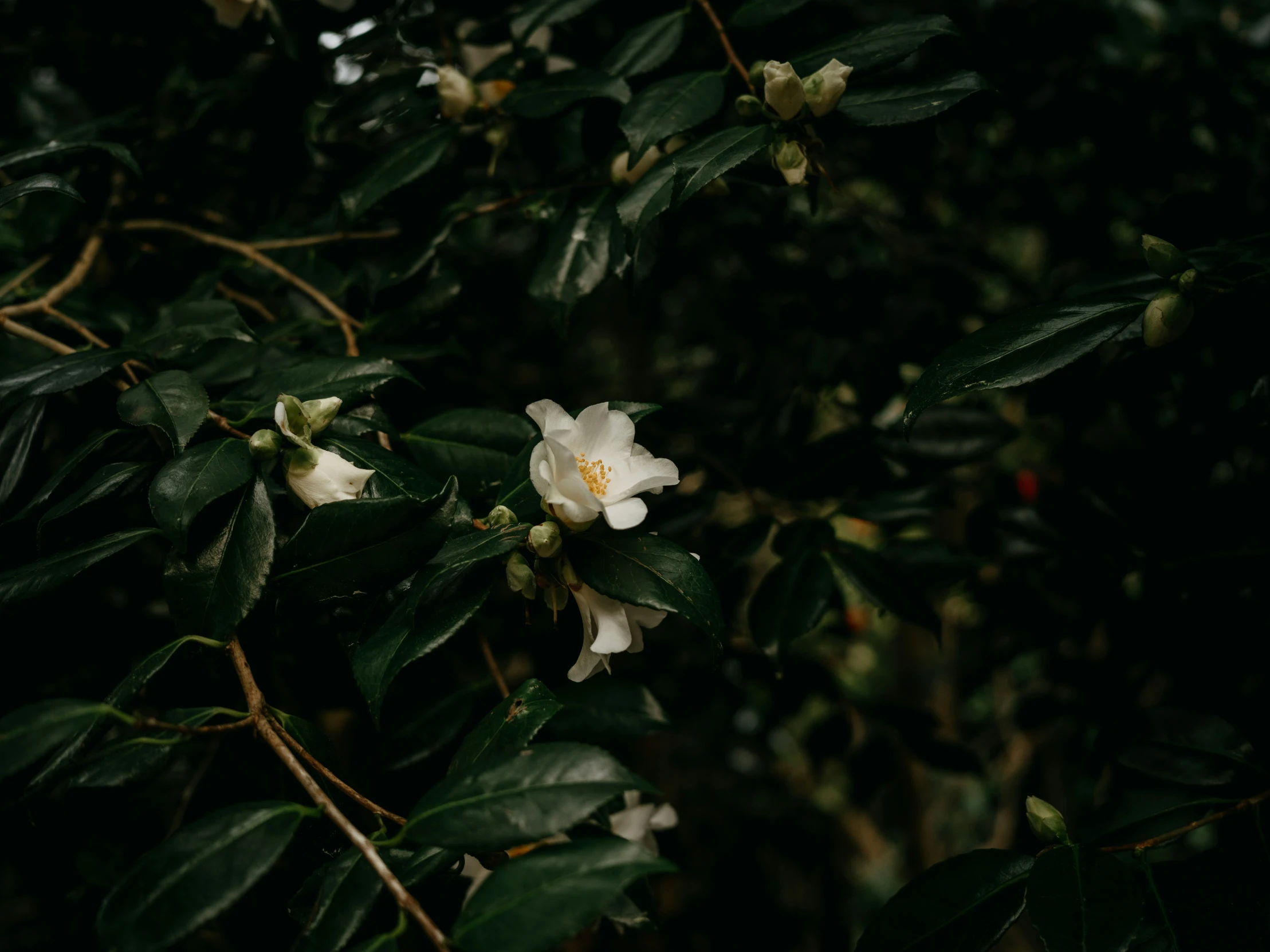 the white flower is blooming on a leafy tree