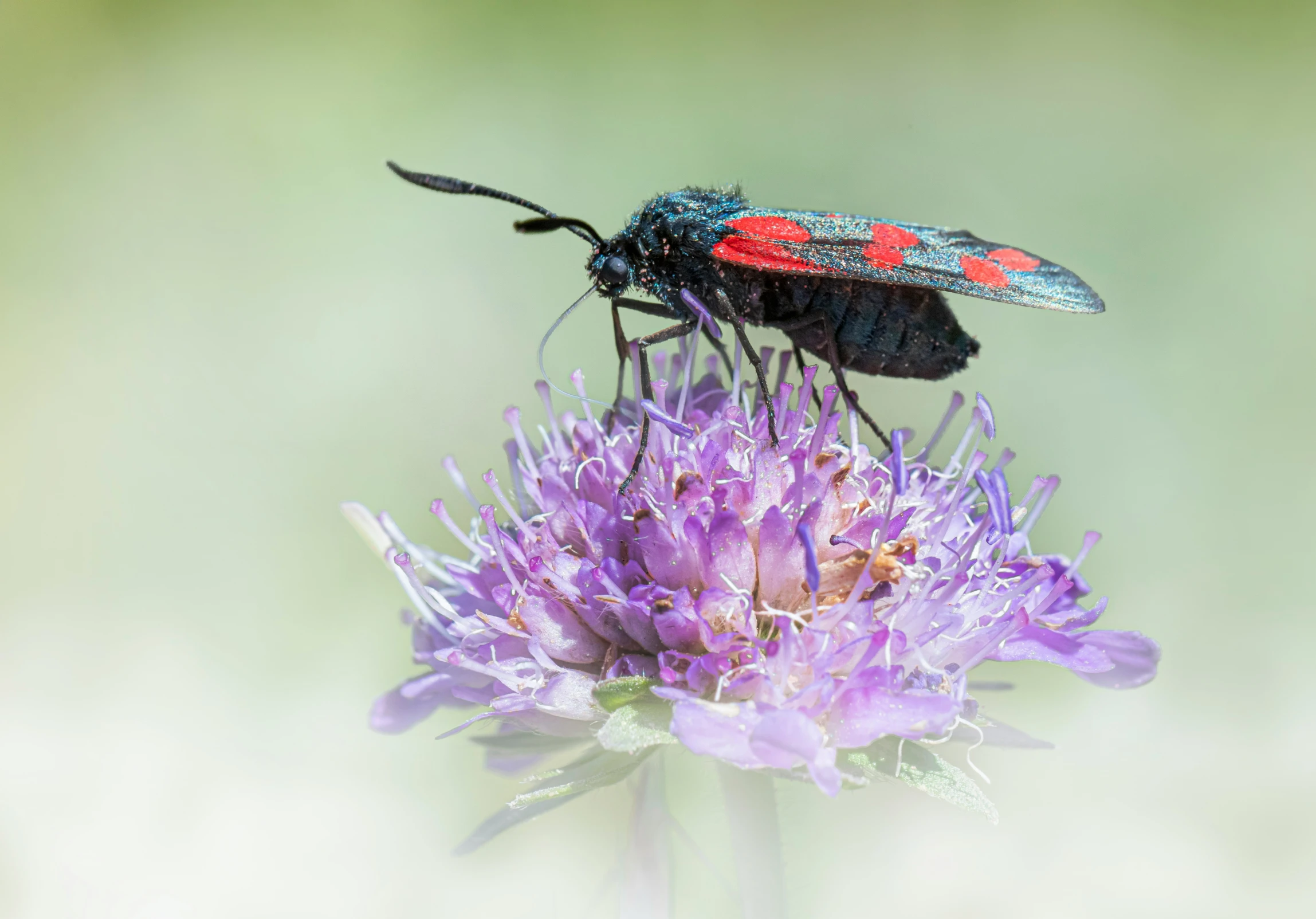 a beetle is sitting on a purple flower