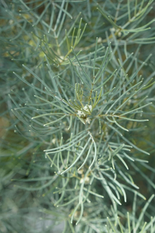 green needles and other leaves with drops of rain