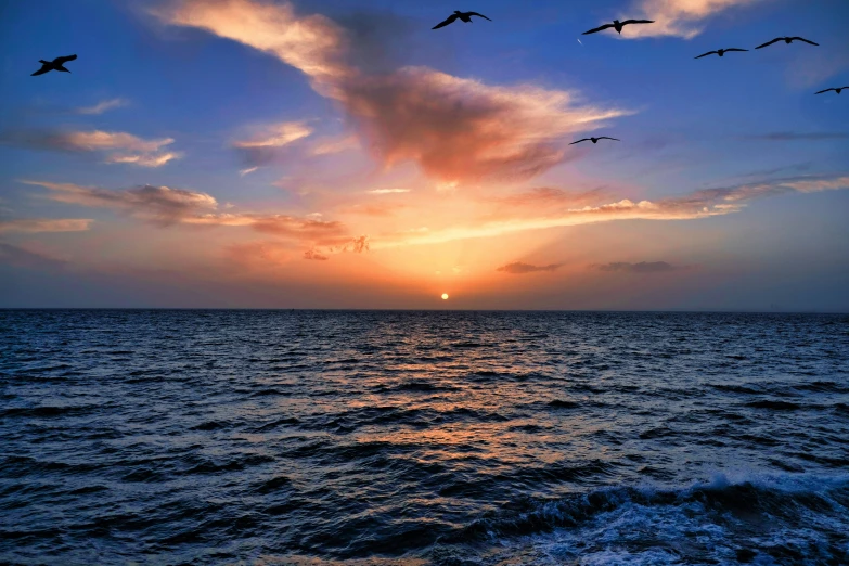 birds flying across the blue sky and ocean during sunset