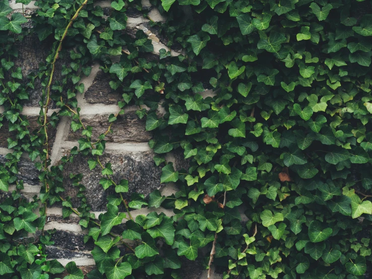 ivy plants growing over an old cobblestone street