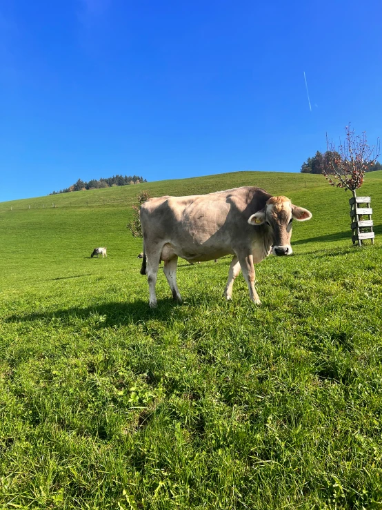a cow on the side of a grassy hillside
