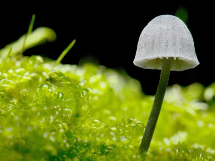 a mushroom growing on a grassy lawn