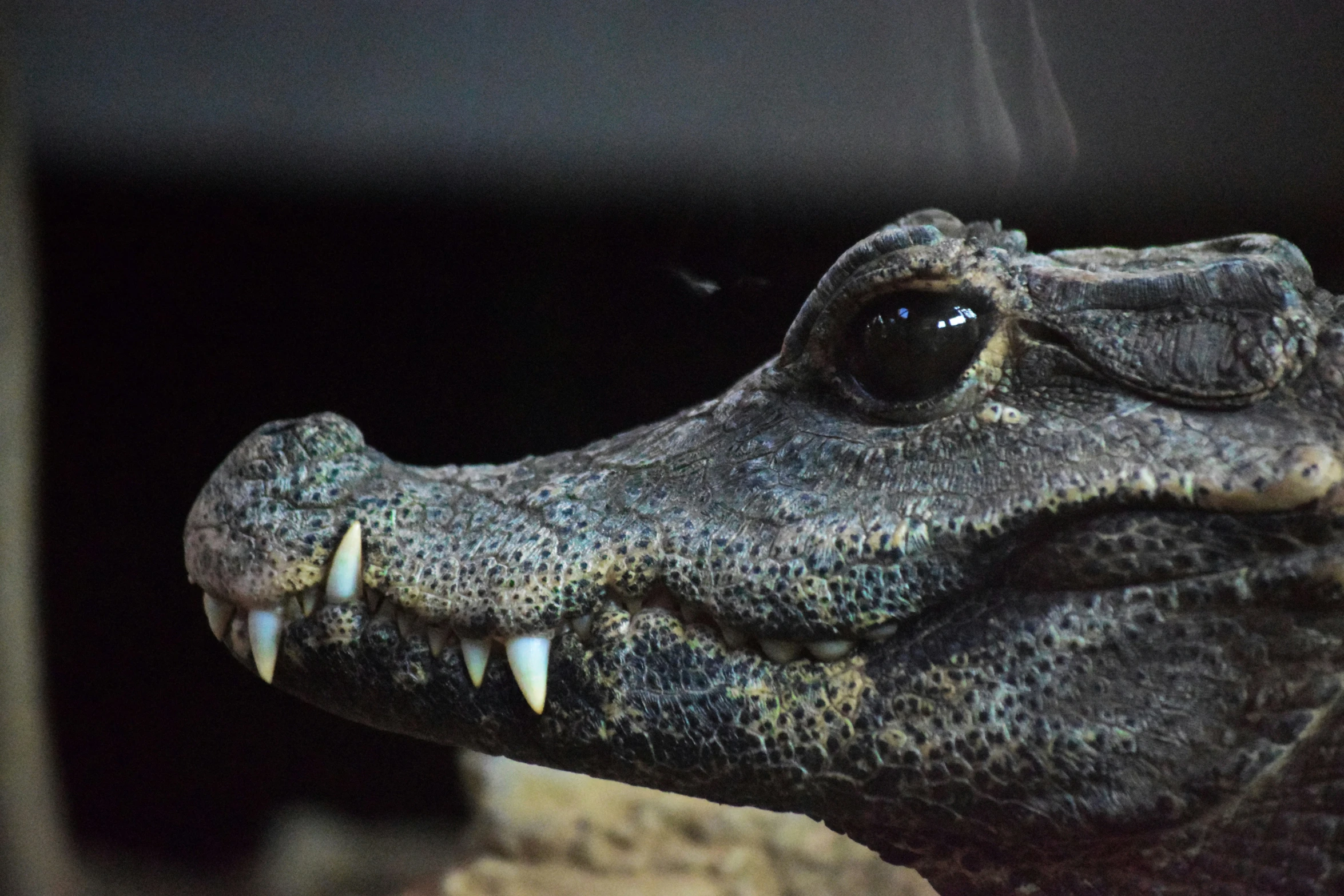 an alligator head with its mouth open in a zoo