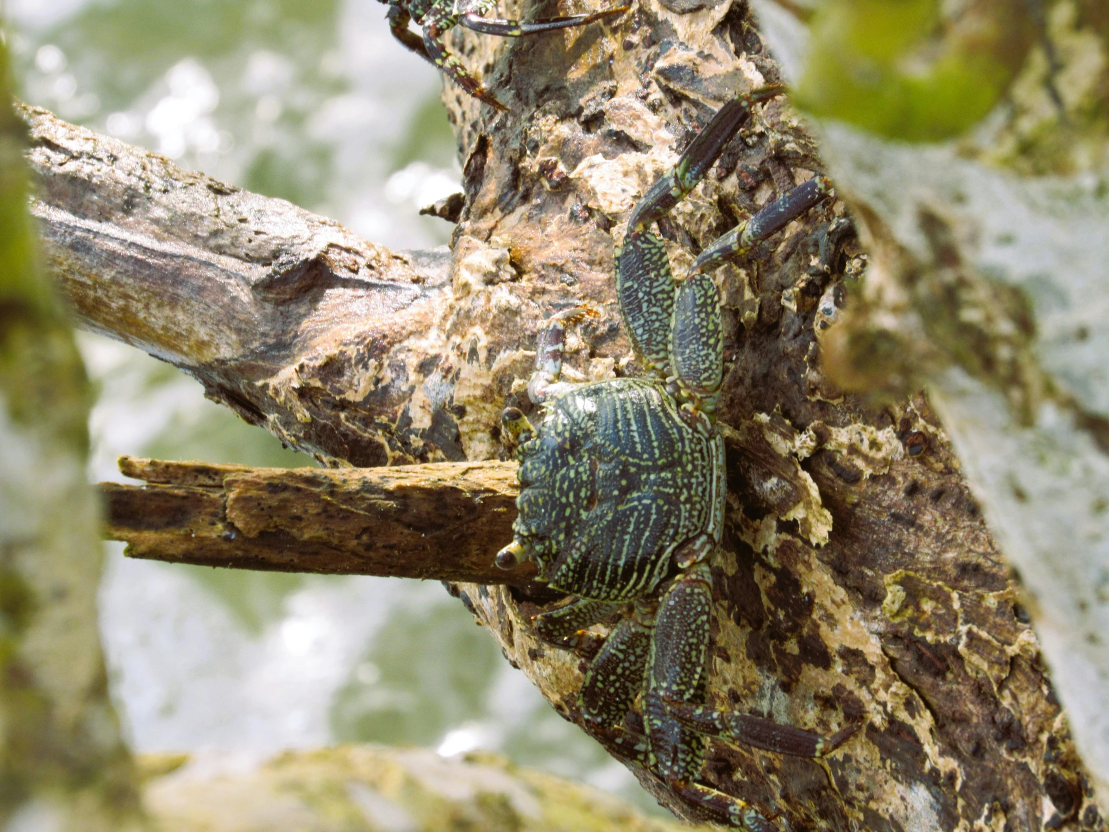 a green bug sitting on top of a tree nch