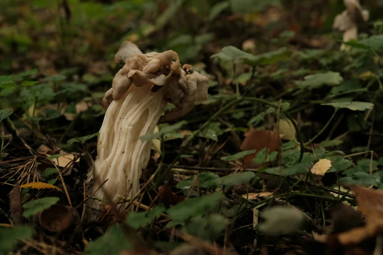 mushroom on the ground with the leaves in the foreground