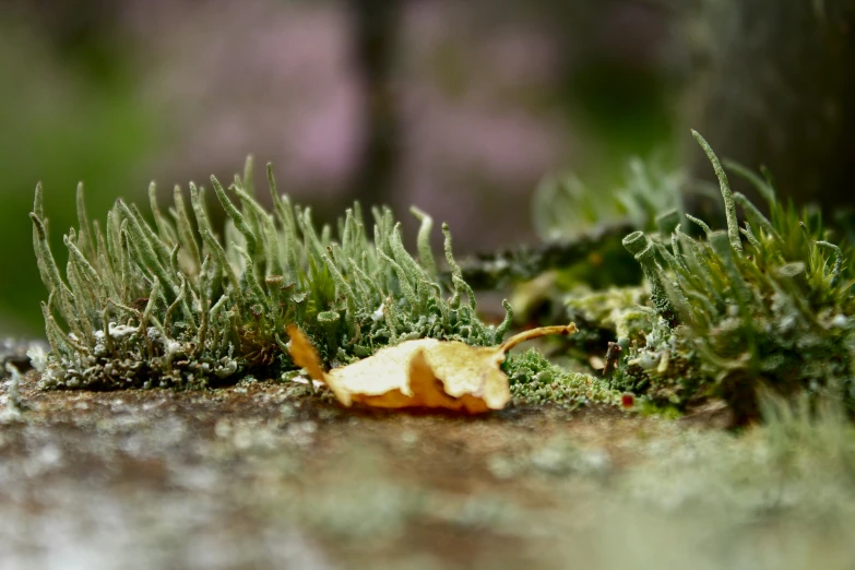 a close up view of the top of moss