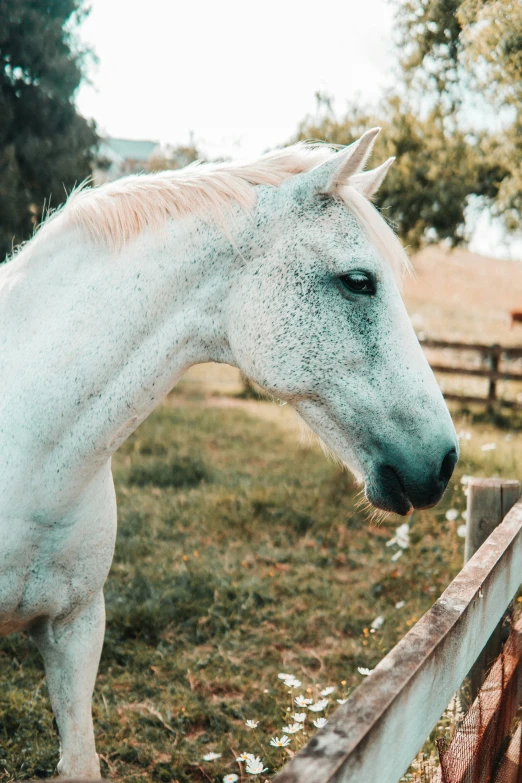 a horse with a very light blue nose