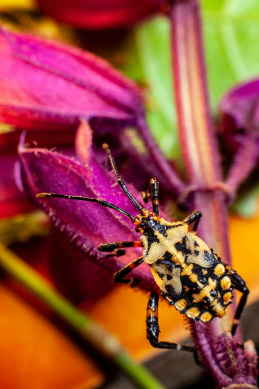 an insect is sitting on top of a flower