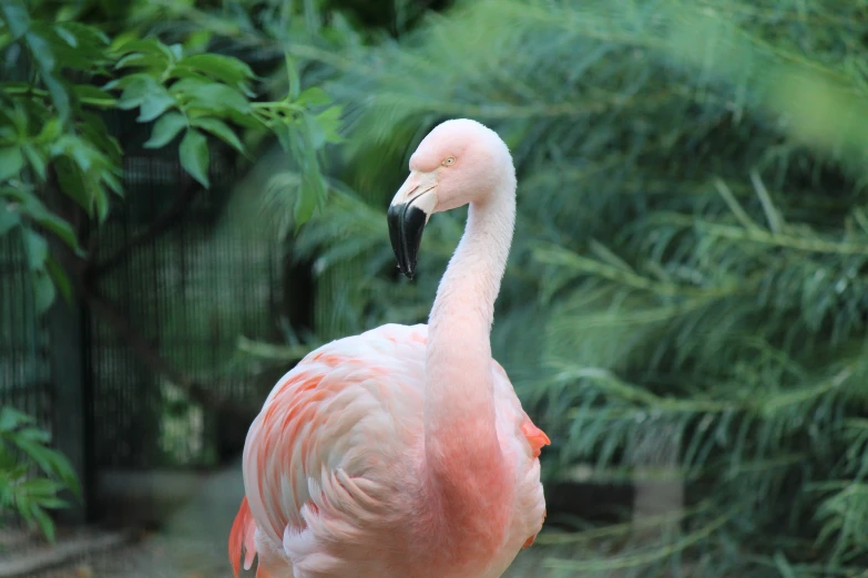 a close up of a flamingo bird standing next to trees