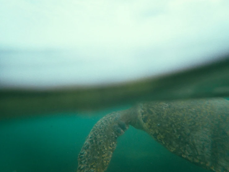 some kind of animal under water looking into the camera