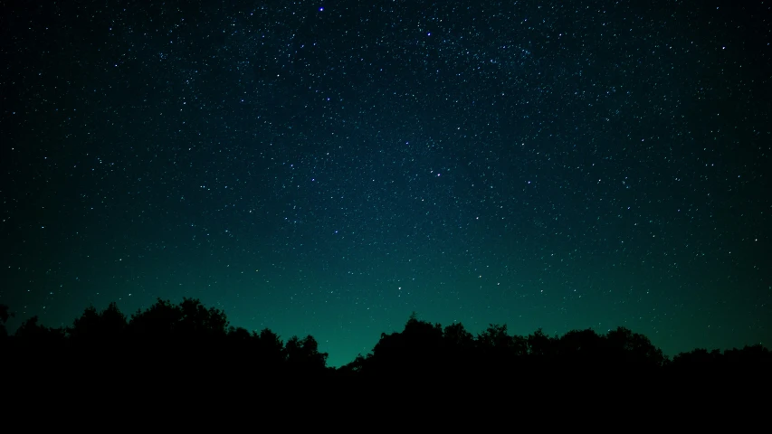 trees and the night sky with stars