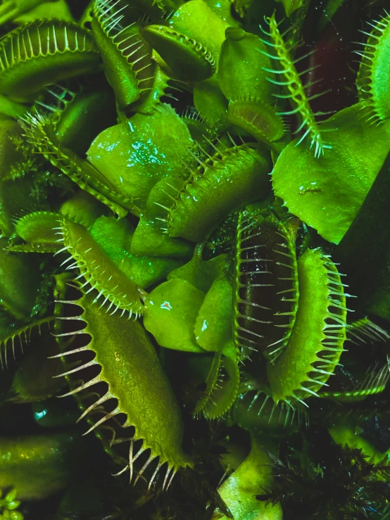 a close up of plants with green foliage