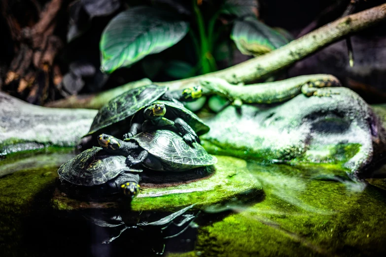 a turtle is relaxing in a pond,