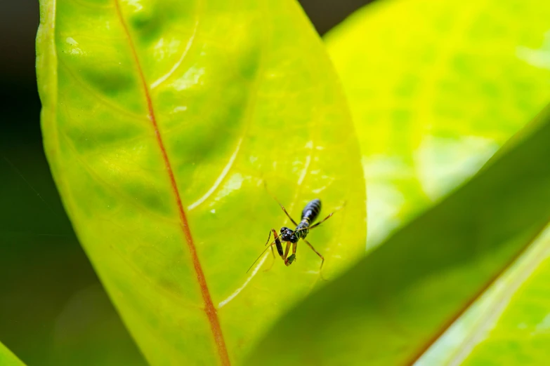 a fly perched on a green leaf with drops of dew