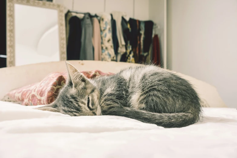 a small gray kitten sleeping on a bed