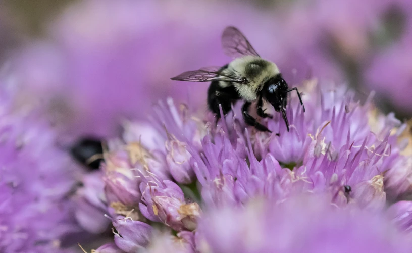 a bum on a purple flower