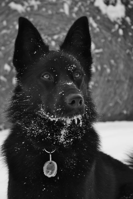 black dog covered in snow sitting outside