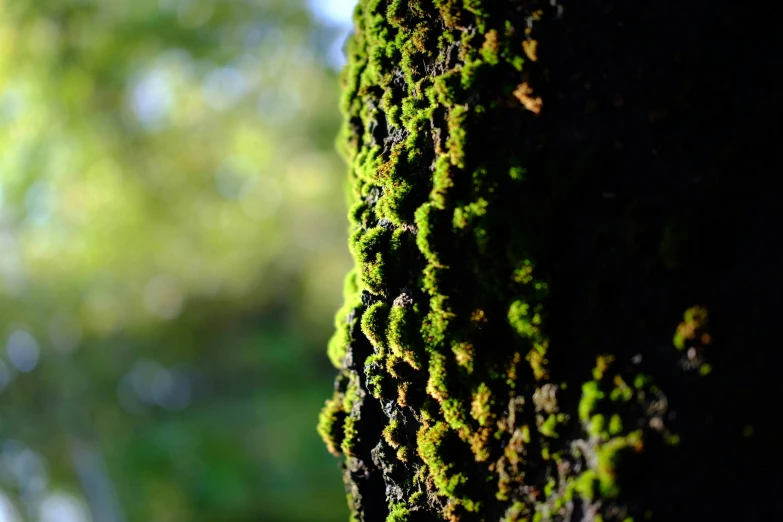 the mossy surface of a tree trunk looks like it's about to turn into a bed