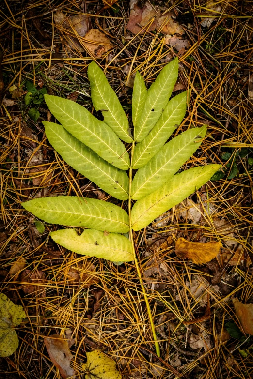 a close up of a plant on the ground