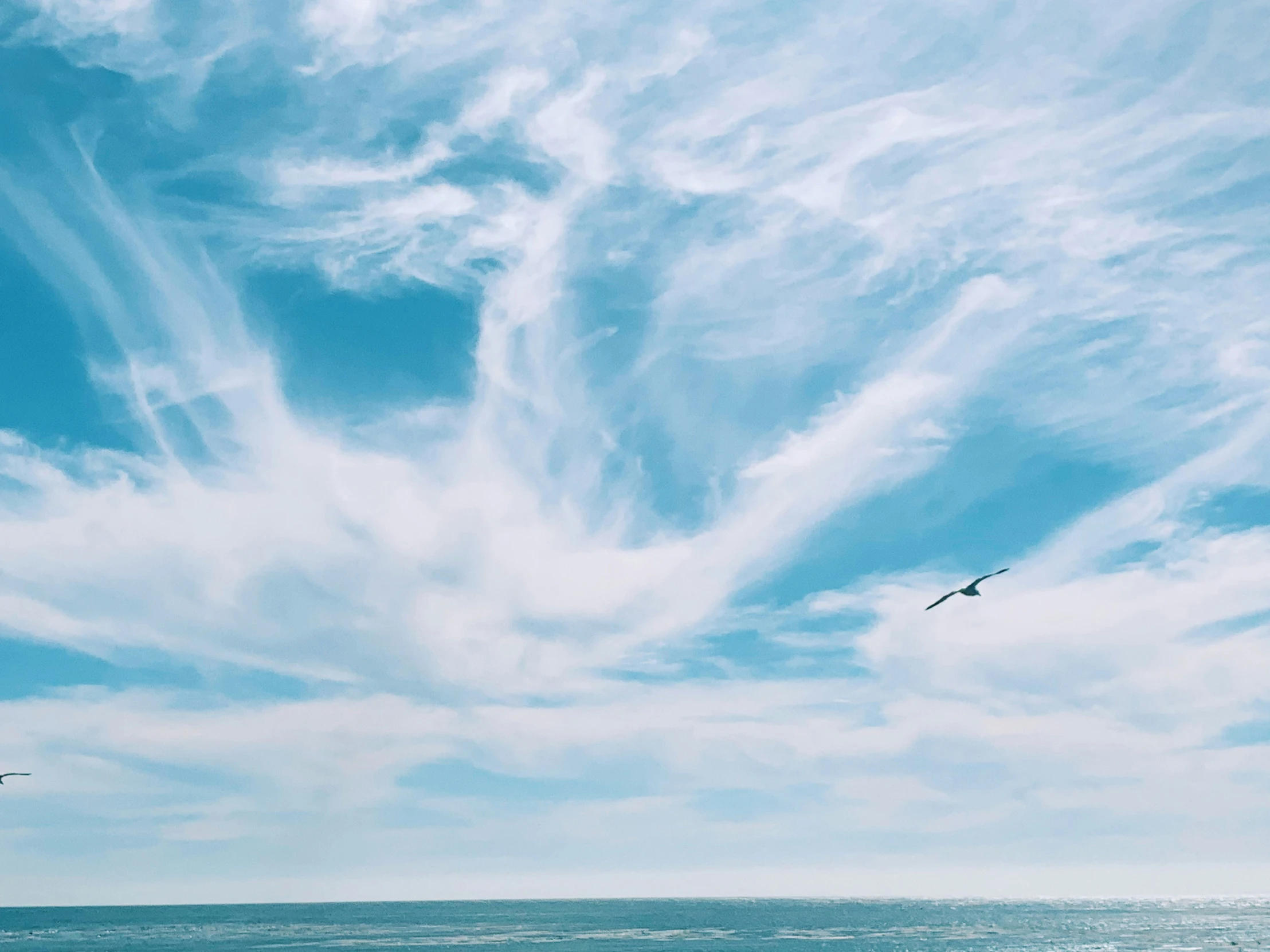 a bird flying across a blue sky over the ocean