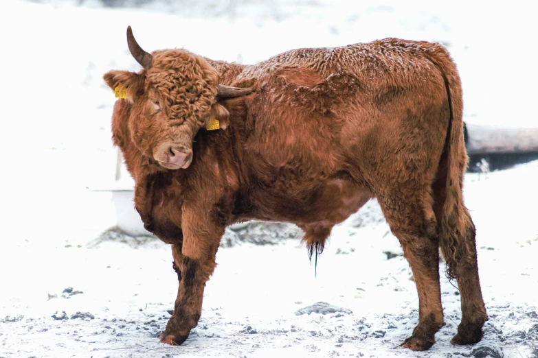 a brown cow standing in the snow near a fence