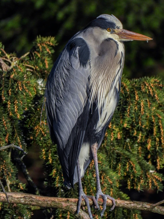 the bird is perched on the thin nch