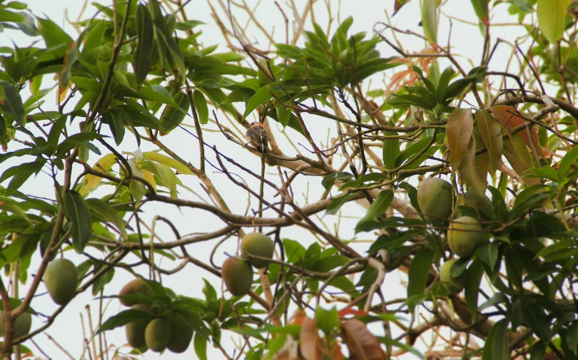 a small bird perched in the top of a tree