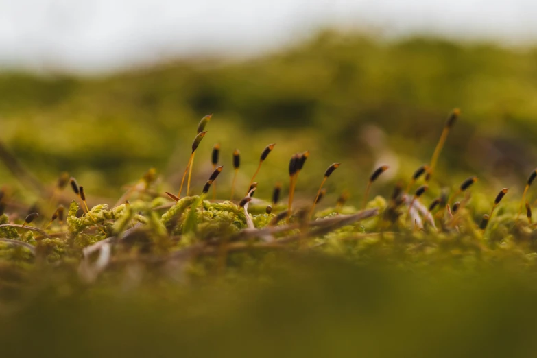 moss grows on the ground in a forest