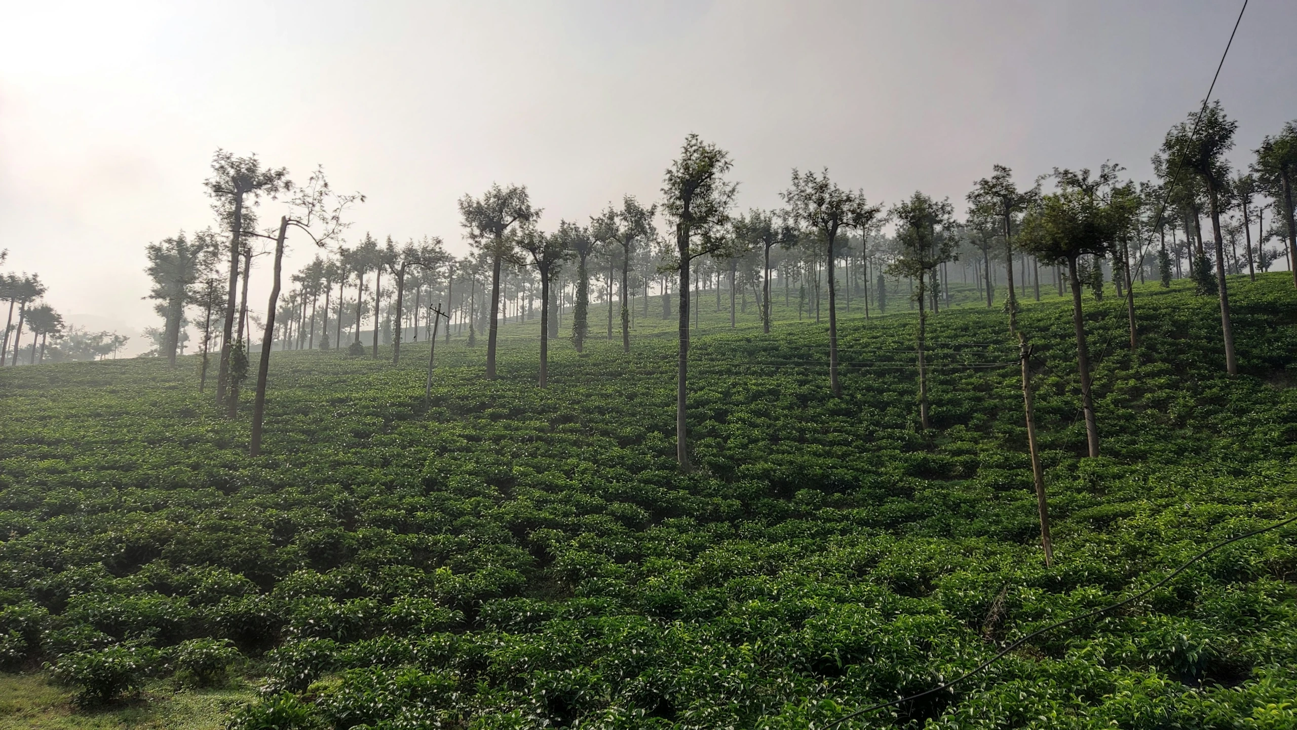 a green coffee plantation in malaysia