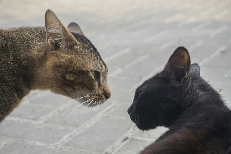 two cats that are next to each other