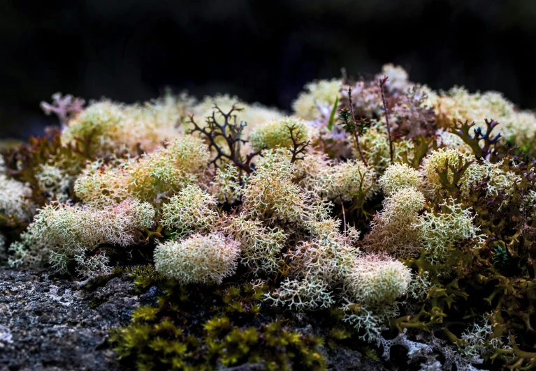 a close - up image of many moss on the ground