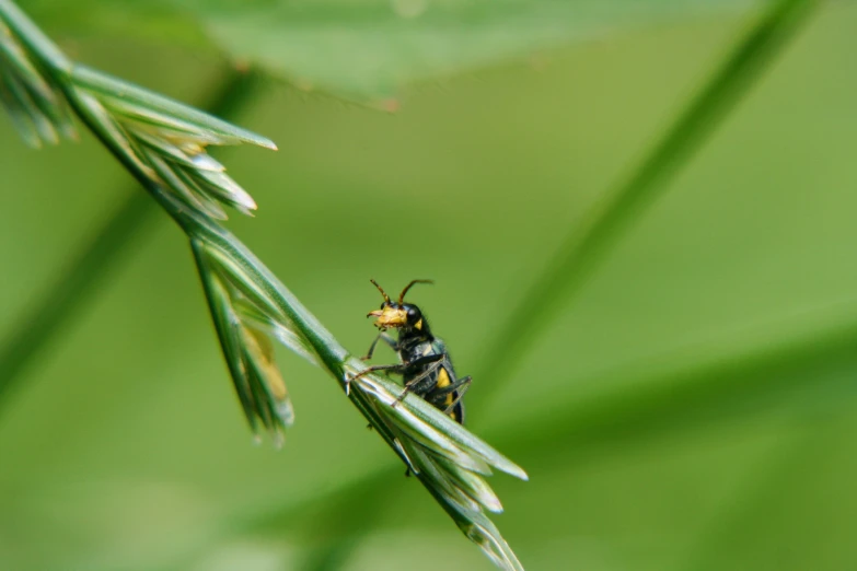 there is a fly perched on the tip of a green plant